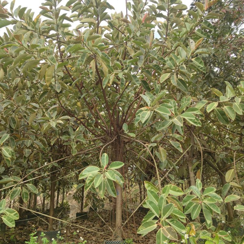 2302基地供应花叶橡胶榕8-15cm橡皮树假植