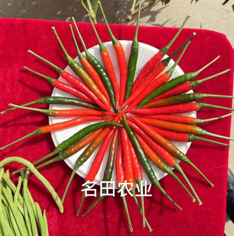 泰国娇美朝天椒种子大果形耐热耐湿结果多10厘米辣味重