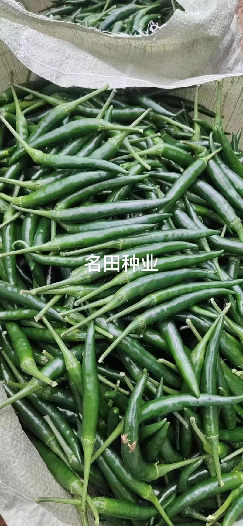 泰国娇美朝天椒种子大果形耐热耐湿结果多10厘米辣味重