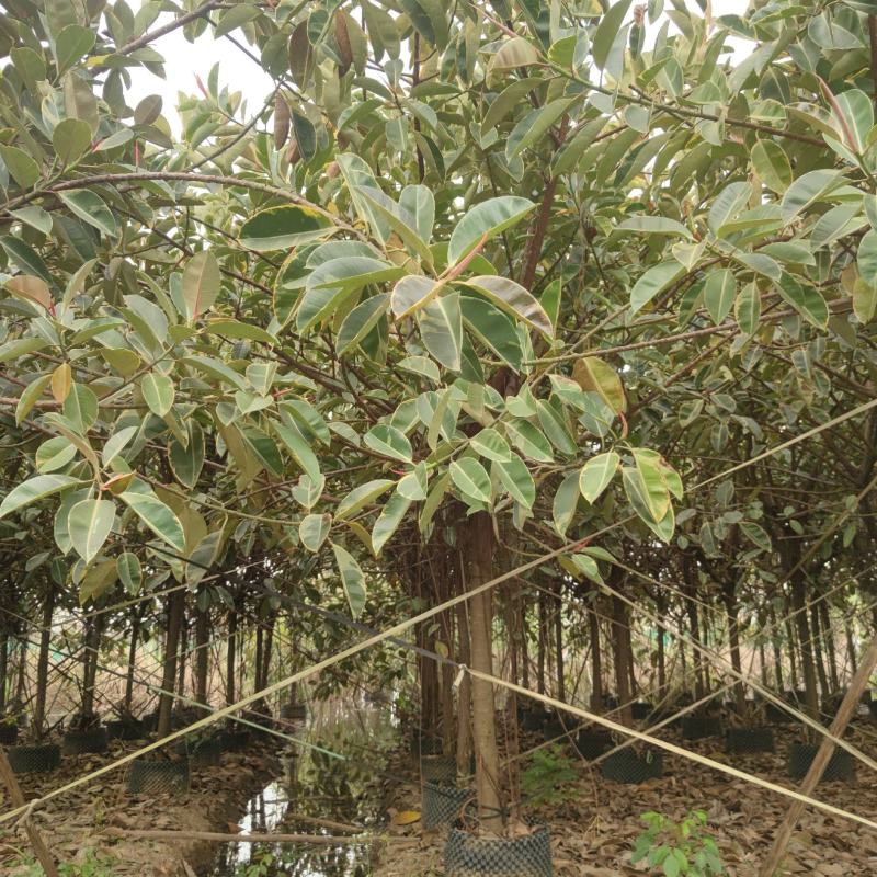 2302基地供应花叶橡胶榕8-15cm橡皮树假植