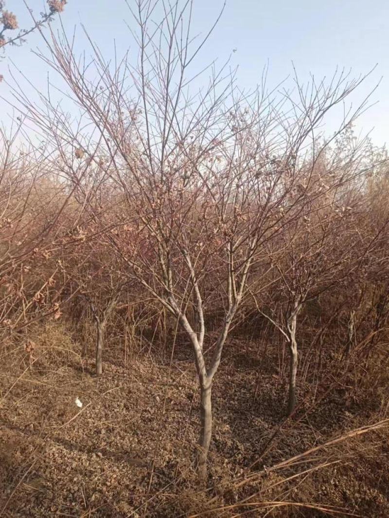 日本红枫鸡爪槭等土地到期白菜价