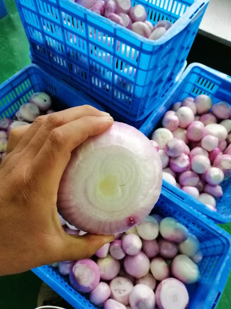 加工厂，电商用。小洋葱，红葱，紫葱，黄葱。各种食品厂葱