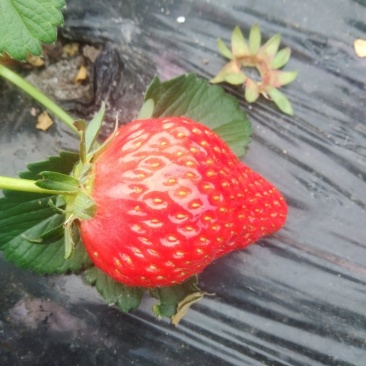 奶油红颜草莓量大在义