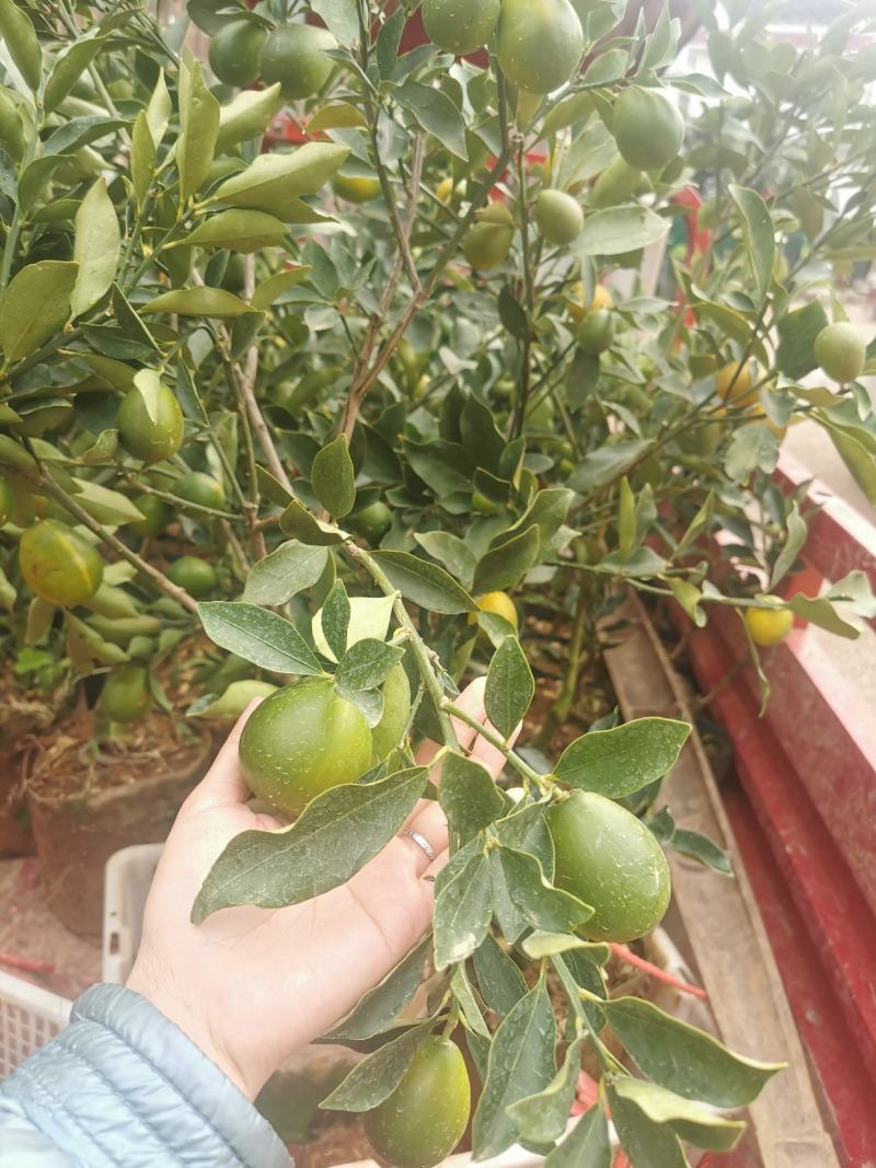 脆蜜金柑苗，脆皮金桔个头大口感好，质量保证，品种正宗
