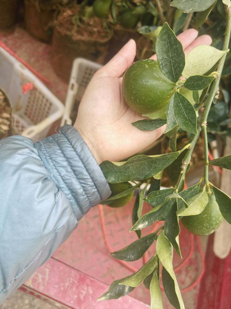 大叶滑皮，，脆皮金桔大颗果子，果子甜度好，市场价格优势好