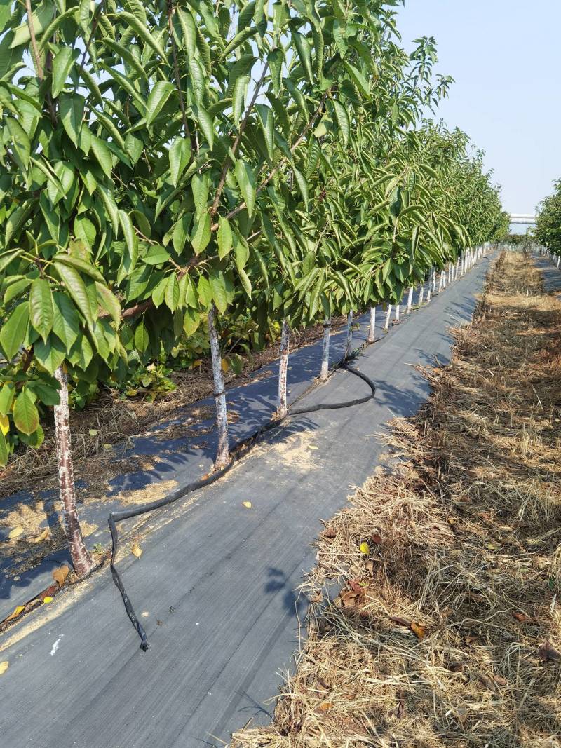 果树苗大全