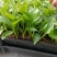 红花天堂鸟苗室内观花盆栽绿植净化空气美观