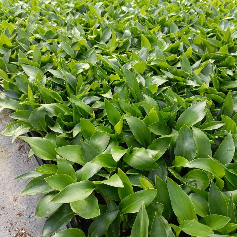红花天堂鸟苗室内观花盆栽绿植净化空气美观