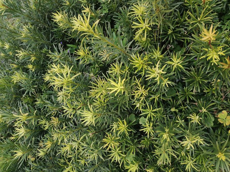 罗汉松罗汉松小苗0.5~1米自产自销，包邮