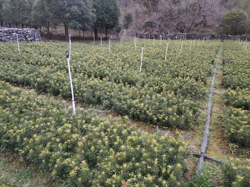 罗汉松罗汉松小苗0.5~1米自产自销，包邮