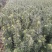 罗汉松罗汉松小苗0.5~1米自产自销，包邮