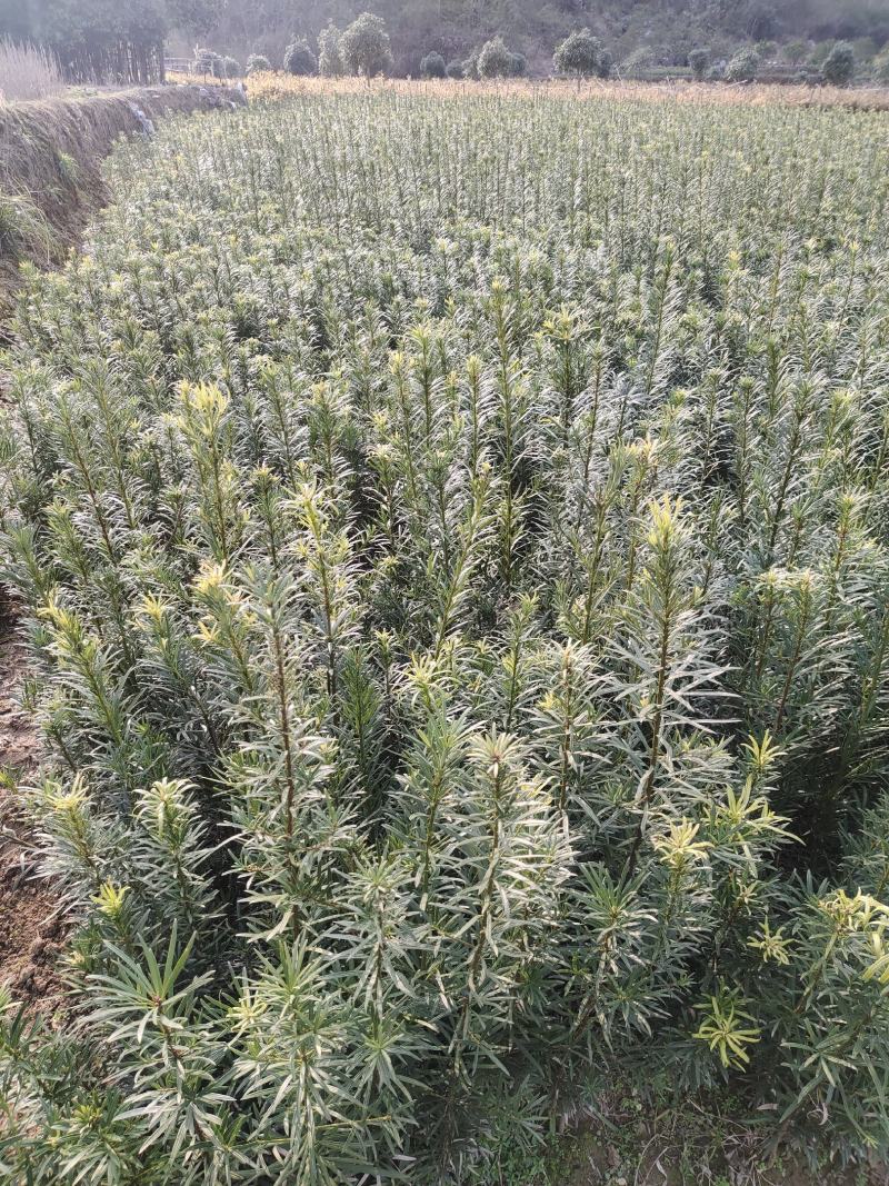 罗汉松罗汉松小苗0.5~1米自产自销，包邮