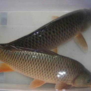 三川坝养殖鲤鱼