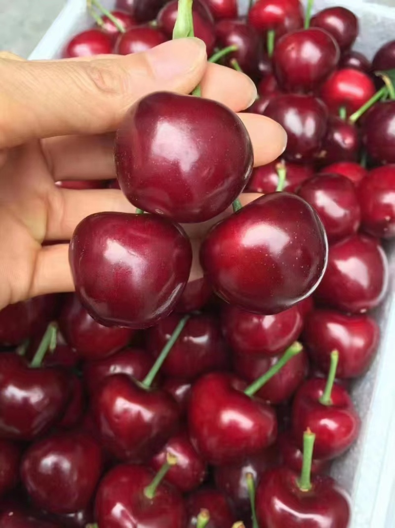 青岛樱桃莓量大质量好对接全国各大市场产地直发