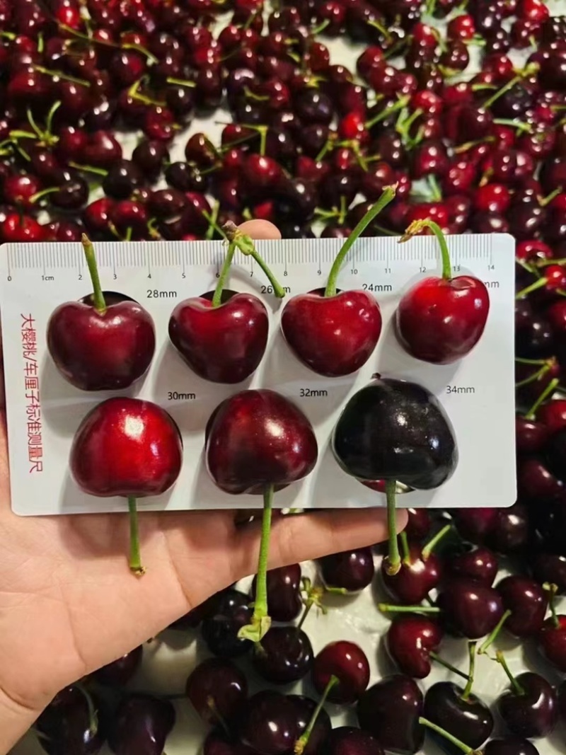 青岛樱桃莓量大质量好对接全国各大市场产地直发