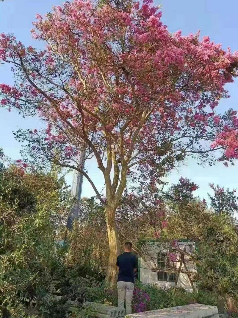 精品紫薇树