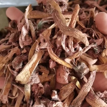 东北红蘑，也叫松树散，颜色红，无根，肉质厚，叫秋板