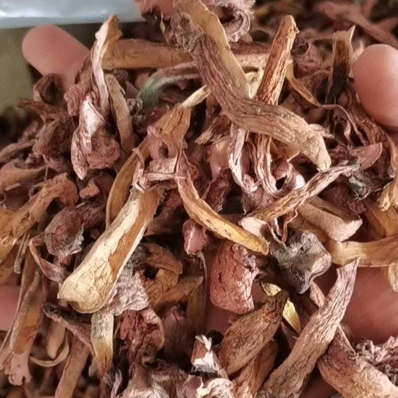 东北红蘑，也叫松树散，颜色红，无根，肉质厚，叫秋板