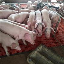 本公司常年出售优质仔猪山东仔猪繁殖基地常年出售优质猪苗