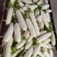 四川遂宁白萝卜