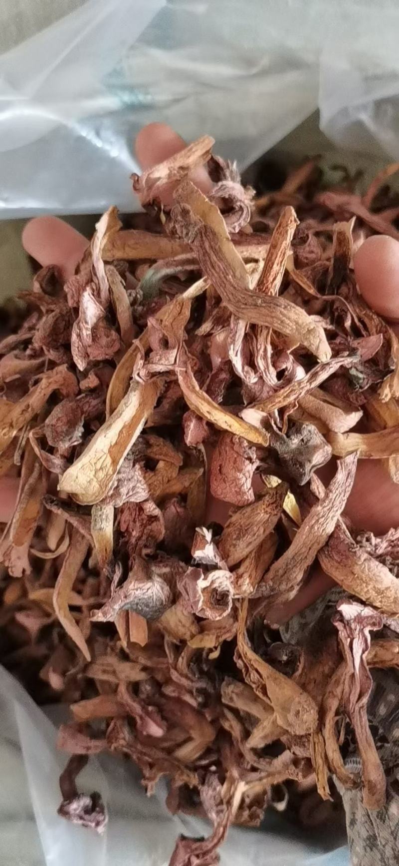 东北红蘑，也叫松树散，颜色红，无根，肉质厚，叫秋板