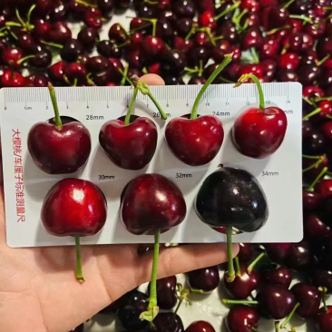 青岛樱桃莓量大质量好对接全国各大市场产地直发