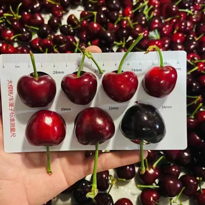 青岛樱桃莓量大质量好对接全国各大市场产地直发