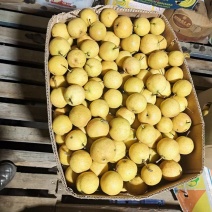 鞍山特产南果梨