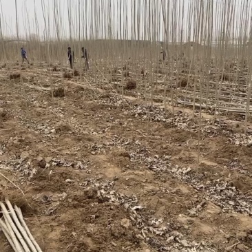 杨树苗107需要的联系我