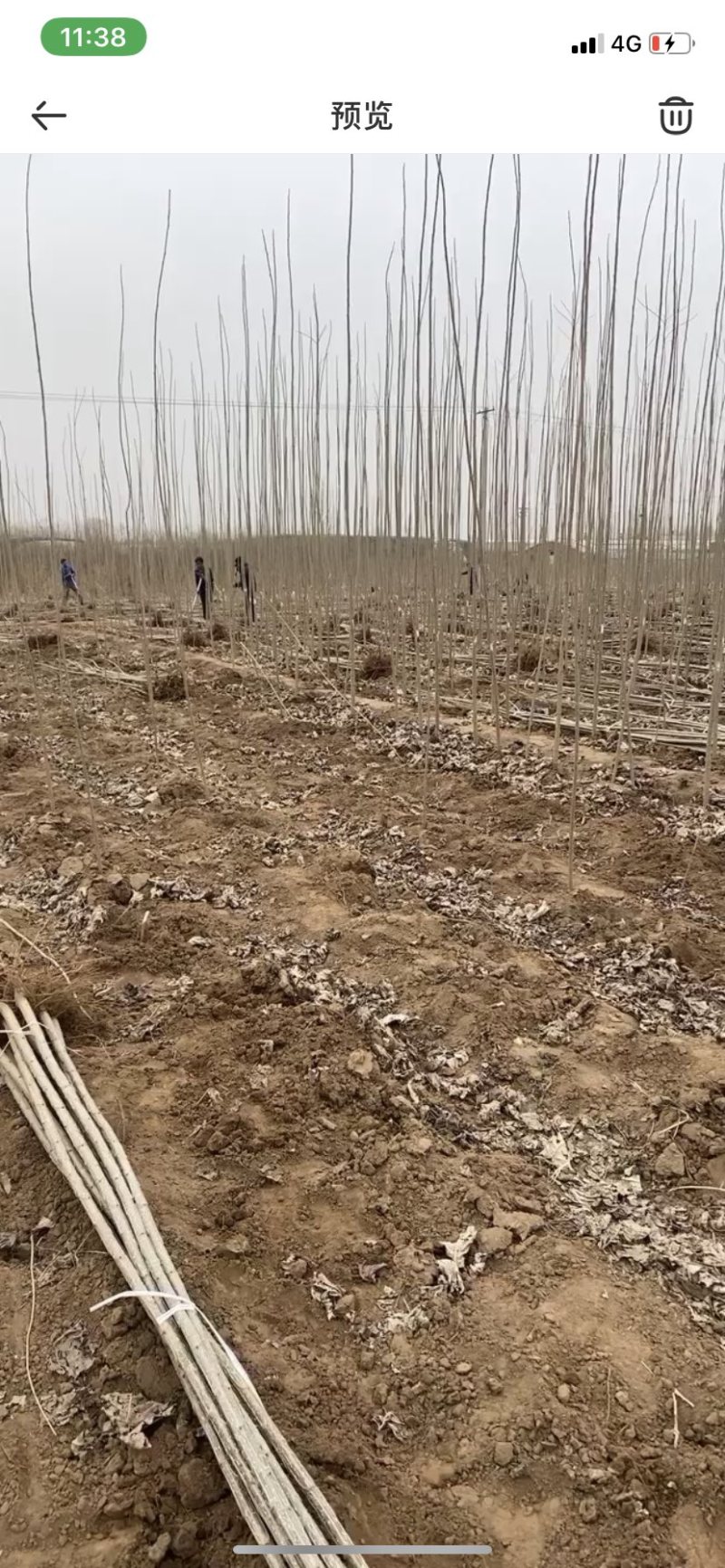 杨树苗107需要的联系我