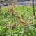 大量供应三年黄花倒水莲苗