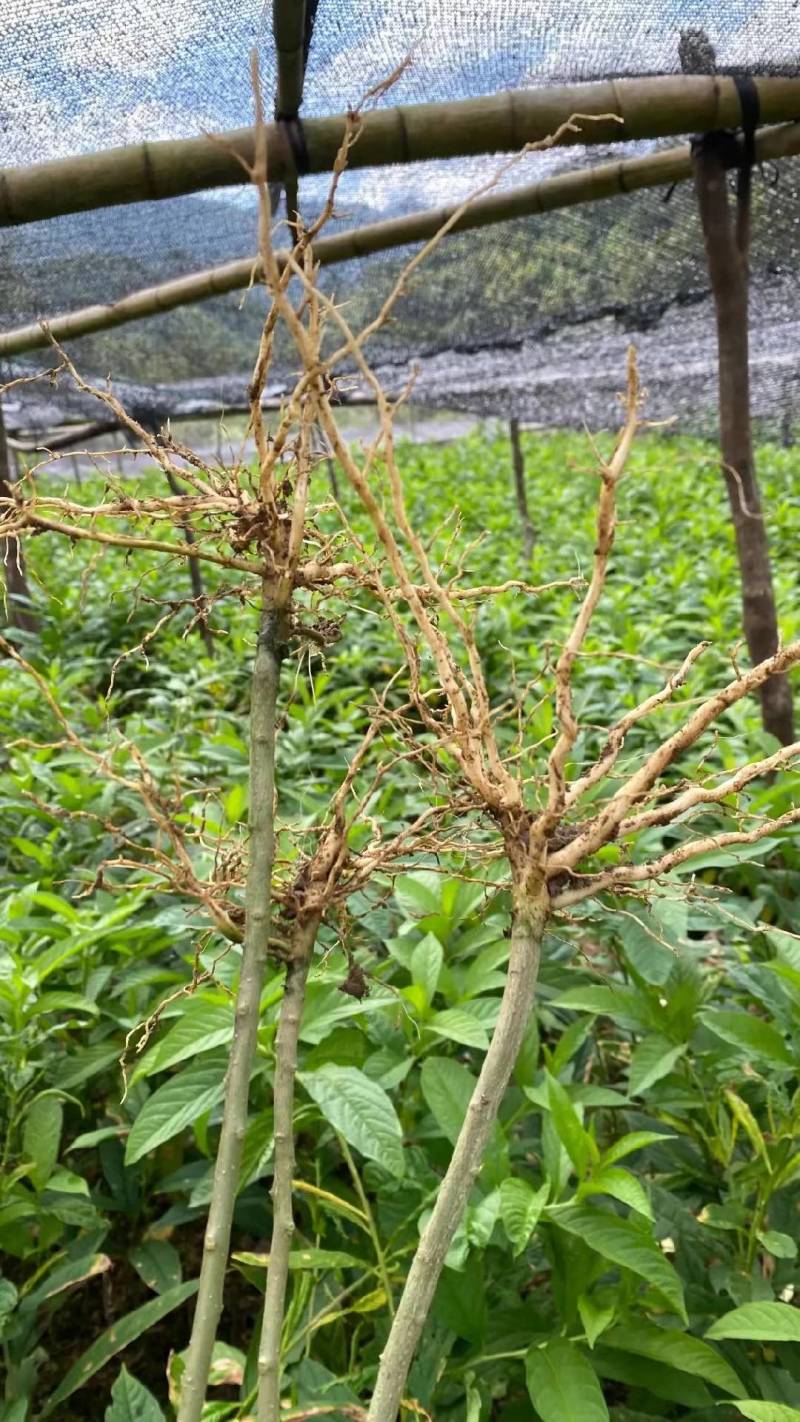 大量供应三年黄花倒水莲苗