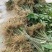 大量供应三年黄花倒水莲苗