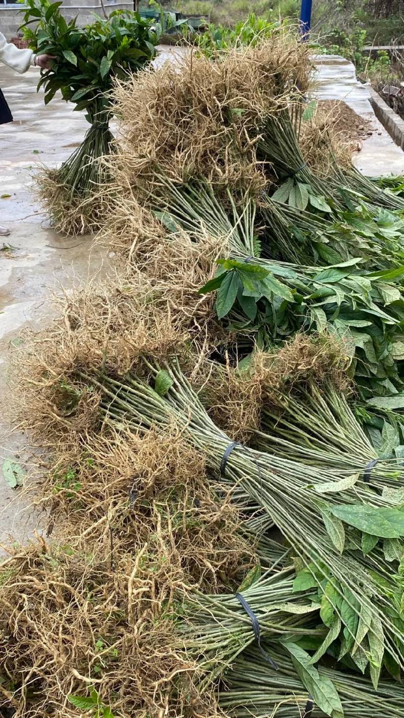 大量供应三年黄花倒水莲苗
