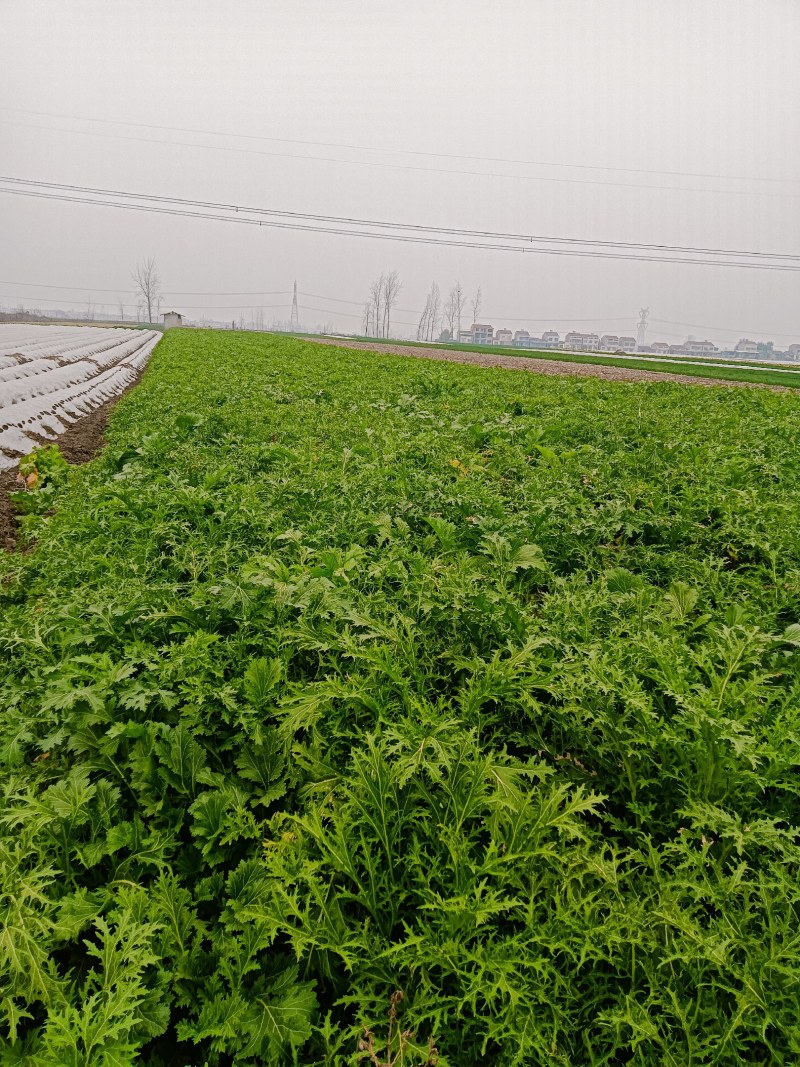 雪里红，产地看货装货，保质保量欢迎来电订购