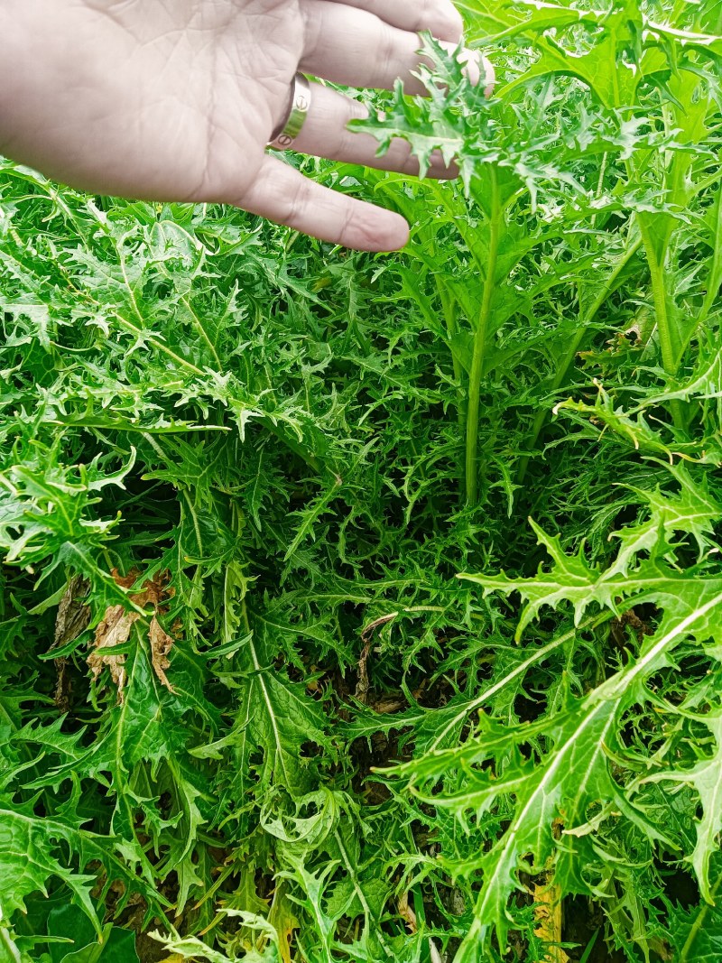 雪里红，产地看货装货，保质保量欢迎来电订购