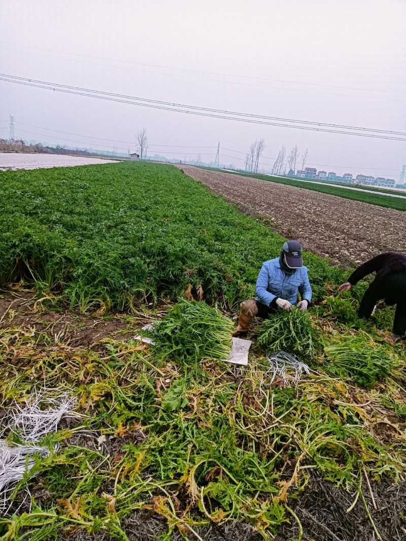 雪里红，产地看货装货，保质保量欢迎来电订购