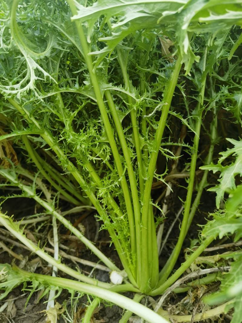 雪里蕻，产地直供，现场看货，保质保量欢迎订购！