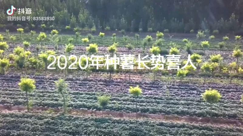 蜜薯苗原种脱毒蜜薯苗通风时间长成活率号各种品种脱毒红薯苗