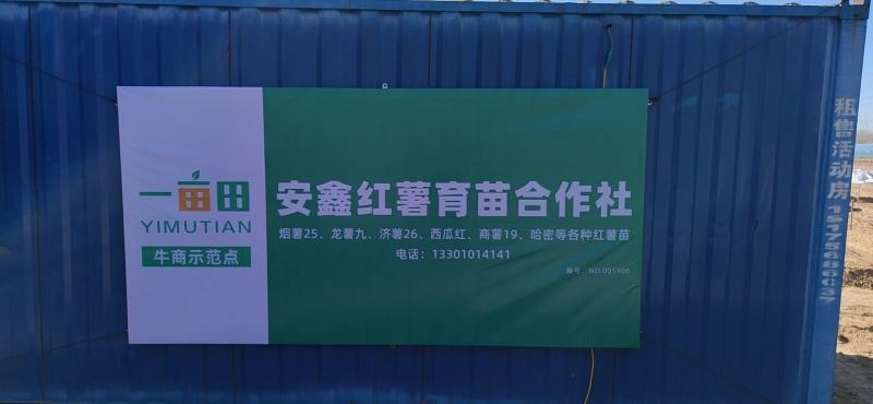 蜜薯苗原种脱毒蜜薯苗通风时间长成活率号各种品种脱毒红薯苗