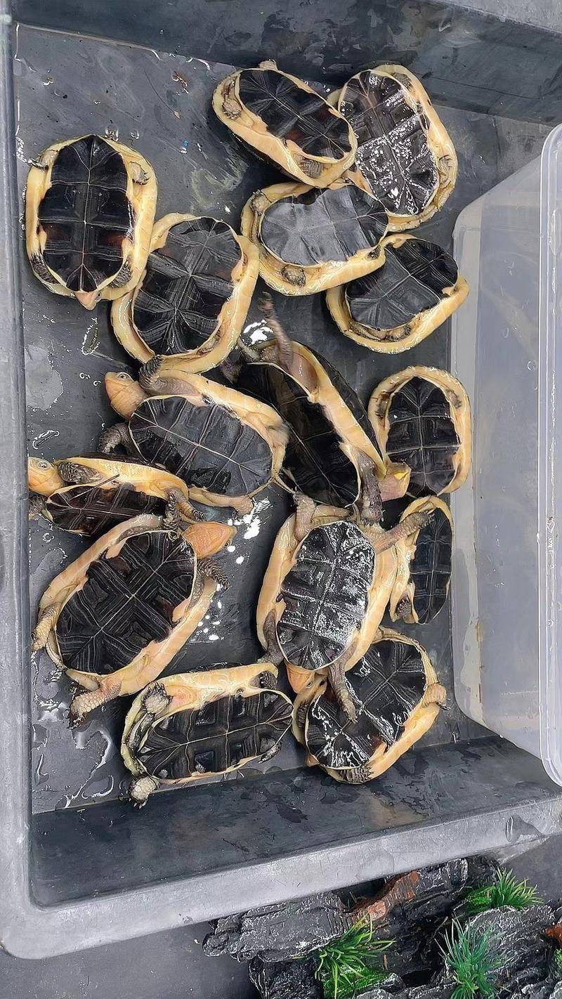 广东精品黄缘龟，一手货源，40-80克黄缘