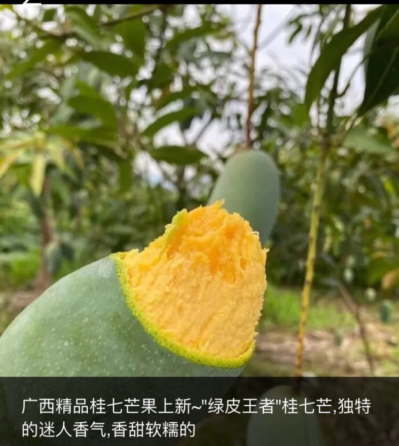 芒果🥭苗，桂七芒果苗、金煌芒果苗、台农芒果苗