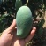 芒果🥭苗，桂七芒果苗、金煌芒果苗、台农芒果苗