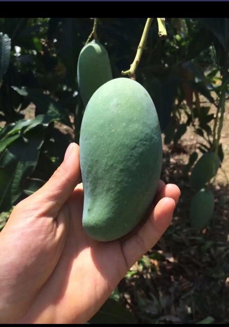 芒果🥭苗，桂七芒果苗、金煌芒果苗、台农芒果苗