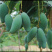 芒果🥭苗，桂七芒果苗、金煌芒果苗、台农芒果苗