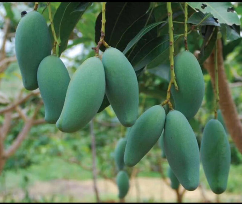 芒果🥭苗，桂七芒果苗、金煌芒果苗、台农芒果苗