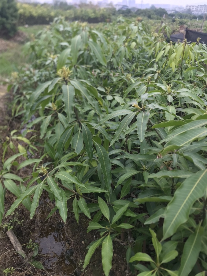 芒果🥭苗，桂七芒果苗、金煌芒果苗、台农芒果苗