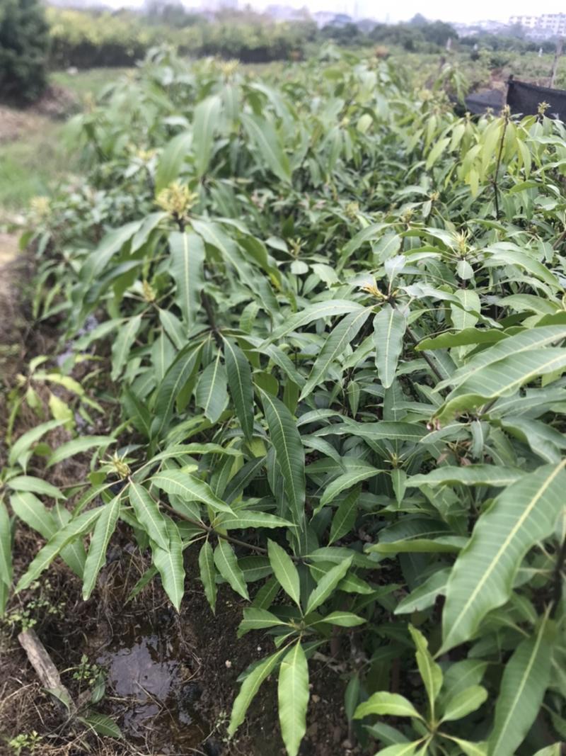 芒果🥭苗，桂七芒果苗、金煌芒果苗、台农芒果苗