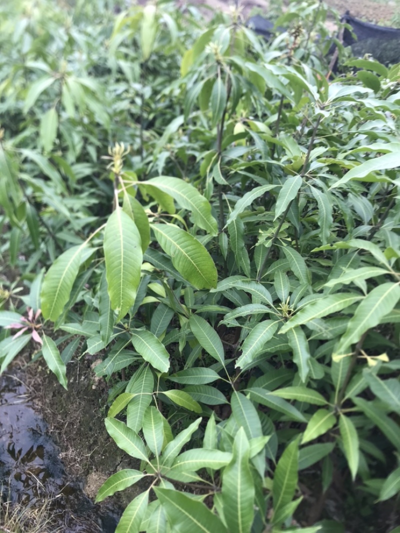 芒果🥭苗，桂七芒果苗、金煌芒果苗、台农芒果苗