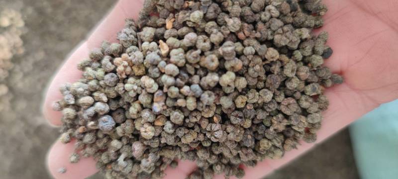 吴茱萸旲萸花大中小花各种规格批发各种中草药